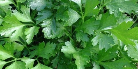 Talijanski divovski peršun: opis sorte, fotografije, recenzije